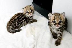 Bengal and Ocelots Kittens