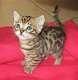 Tica Rosetted Bengal Kittens for Sale