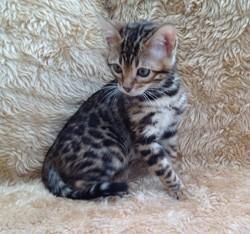 Healthy Bengal Kitten for Sal