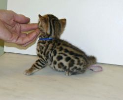 Awesome Bengal Kittens for sale