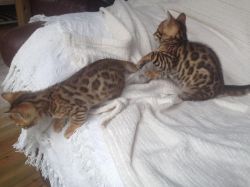 Lovely Male And Female Bengal Kittens For Sale