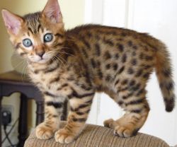 XMAS Bengal Kittens for sale