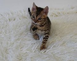 Gorgeous Bengal gold rosetted kittens.