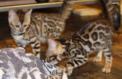 Top Quality Bengal Kittens !!!