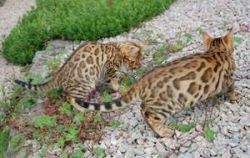 Cute Pedigree Bengals kittens ready