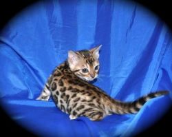 Bengal kittens needs new lovely home