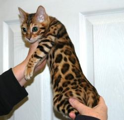 Active adorable bengal for sale