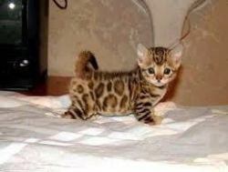 Cute Bengal Hittens Available