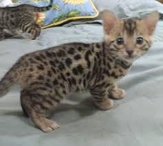 Adorable Bengal Kittens Available