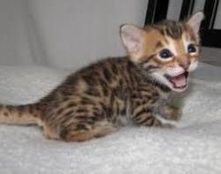 Cute Bengal kittens available for a new home