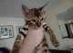 Adorable bengal kittens for free adoption