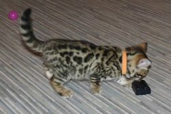 They are 2 months old Bengal Kittens