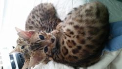 Brown Spotted Bengal