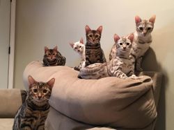 Bengal Kittens / Cats