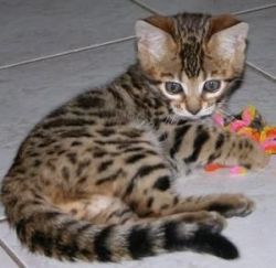 Registered male and female Bengal kittens