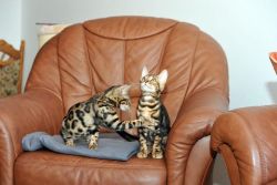 male and female Bengal kittens