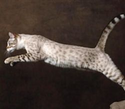 Awesome Male/Female Bengal Kittens