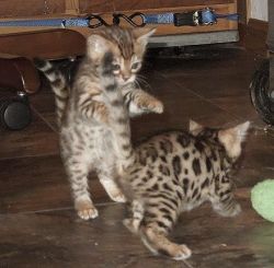 Adorable Bengal Kittens For Adoption- 11 Weeks Old