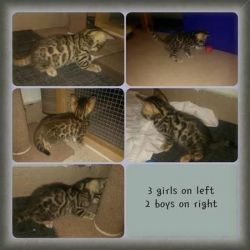 Tica registered Bengal Kittens available