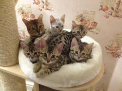 Out Standing Family Bengal Kittens For Sale