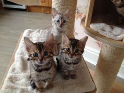 Bengals Kitten For Sale