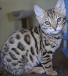 Bengal Kittens For Sale $500