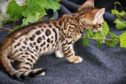 pedigree Bengal kittens ready to go for good