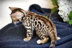 Cute Bengal kittens available for your home