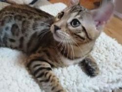 Tica Registered Bengal Kittens Available