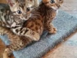 Pedigree Bengal Kitten For adoption