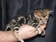 Glittered Spotted Leopard Bengal Kittens