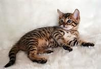 Nice Cute Bengal Kittens Available today