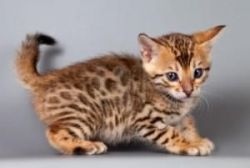 Good Looking Bengal Kittens Ready..