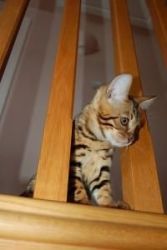 Stunning Bengal Kittens Available.