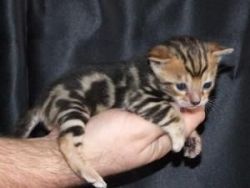 healthy male and female Bengal kittens