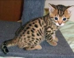 Adorable Bengal Kittens-$180