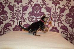 Molly Bengal Kittens for Adoption
