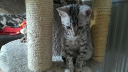 Charming Bengal Kittenss for New