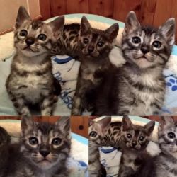 Bengal Kittens At xxx xxx xxx0