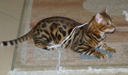 Bengal Kittens For Sale Ready Now