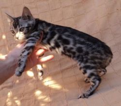 Pure Bred Bengal Kittens Ready