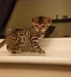 cute bengal kitten for adoption