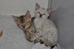 Snow Bengal Kittens for Sale