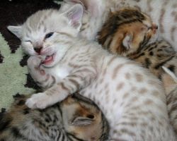 Pure Bengal Kittens. Text Us: (xxx) xxx-xxx1