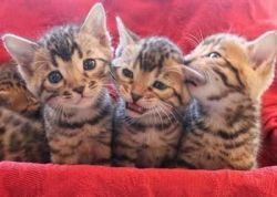 Adorable Bengal Kittens Available Now