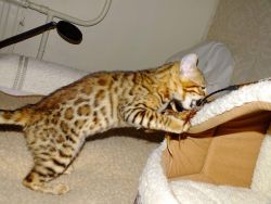 Available Brown Spotted Bengal Kittens