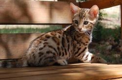 Supper Brown Spotted Bengal Kittens Available