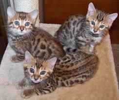 Male and female Bengal Kittens