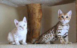 Exotic Bengal Kittens For Sale