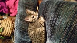 Great bengal kittens for sale
